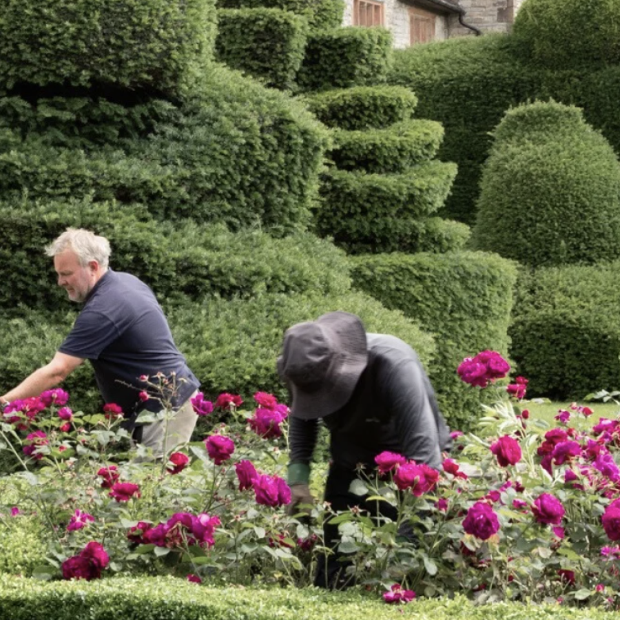 Billesley Manor topiary gardeners