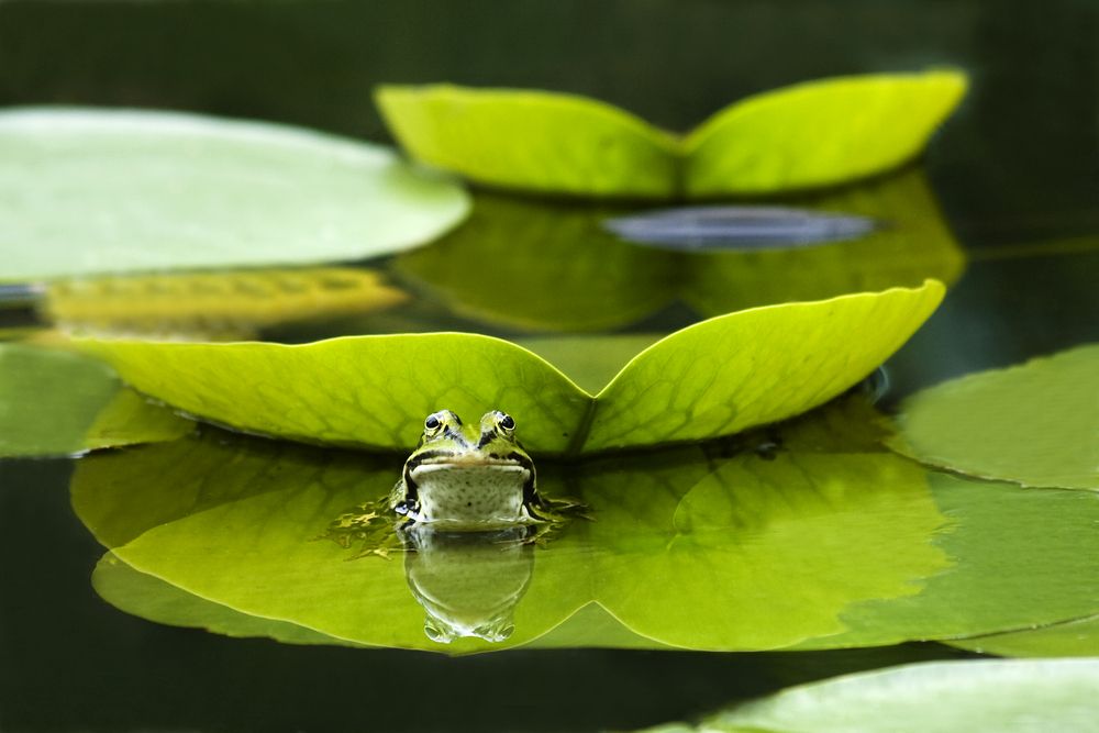 Things To Do Around Stratford Upon Avon - A frog on a lily pad